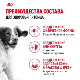 Медиум Эдалт Акция 1кг (20)