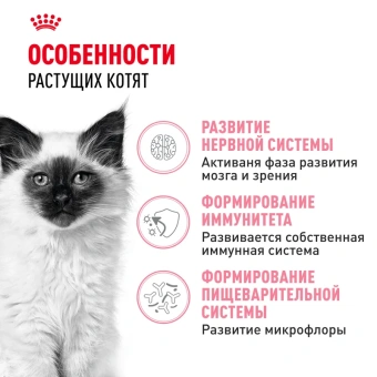Киттен Акция цена за 1кг (13)