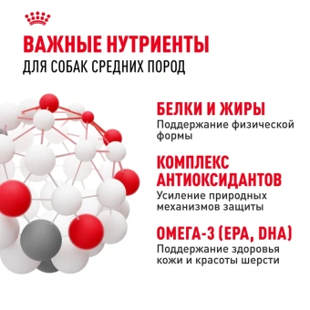 Медиум Эдалт Акция 1кг (20)